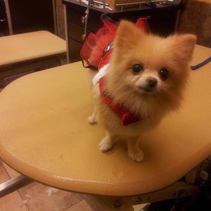 Meet your Posher, Anna